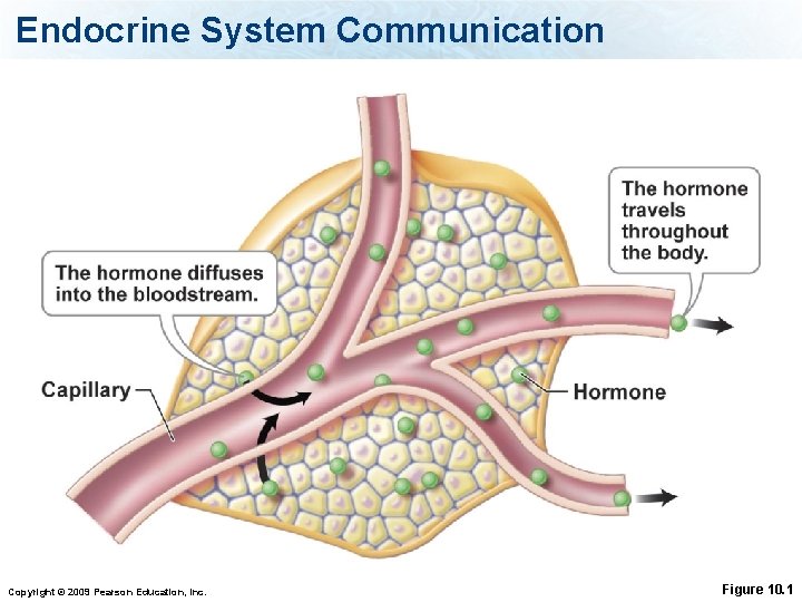 Endocrine System Communication Copyright © 2009 Pearson Education, Inc. Figure 10. 1 