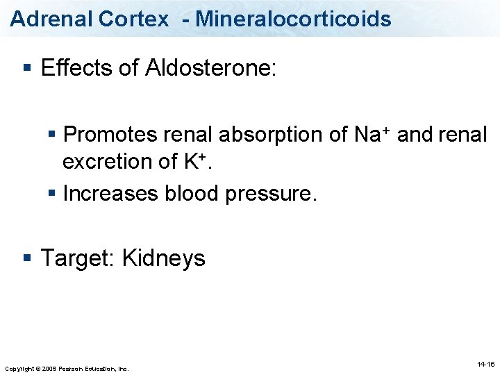 Adrenal Cortex - Mineralocorticoids § Effects of Aldosterone: § Promotes renal absorption of Na+