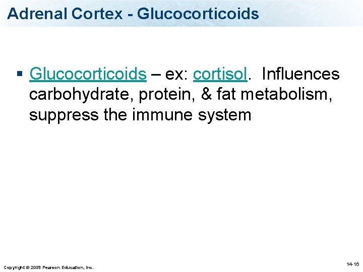 Adrenal Cortex - Glucocorticoids § Glucocorticoids – ex: cortisol. Influences carbohydrate, protein, & fat