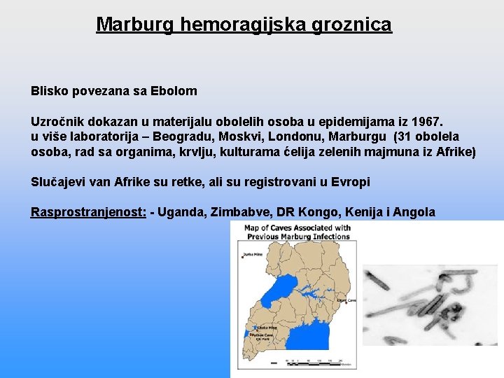 Marburg hemoragijska groznica Blisko povezana sa Ebolom Uzročnik dokazan u materijalu obolelih osoba u