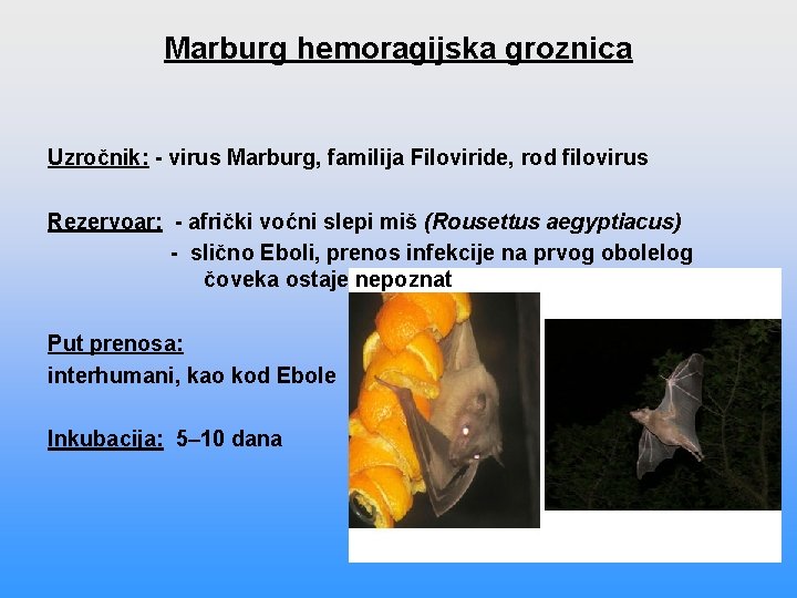 Marburg hemoragijska groznica Uzročnik: - virus Marburg, familija Filoviride, rod filovirus Rezervoar: - afrički