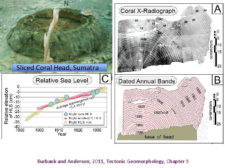 Sliced Coral Head, Sumatra Burbank and Anderson, 2011, Tectonic Geomorphology, Chapter 5 