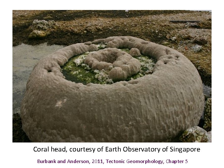 Coral head, courtesy of Earth Observatory of Singapore Burbank and Anderson, 2011, Tectonic Geomorphology,