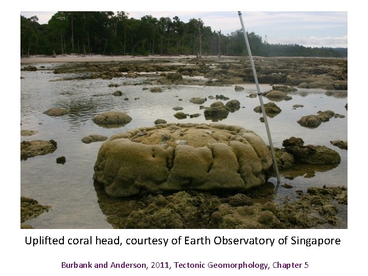 Uplifted coral head, courtesy of Earth Observatory of Singapore Burbank and Anderson, 2011, Tectonic