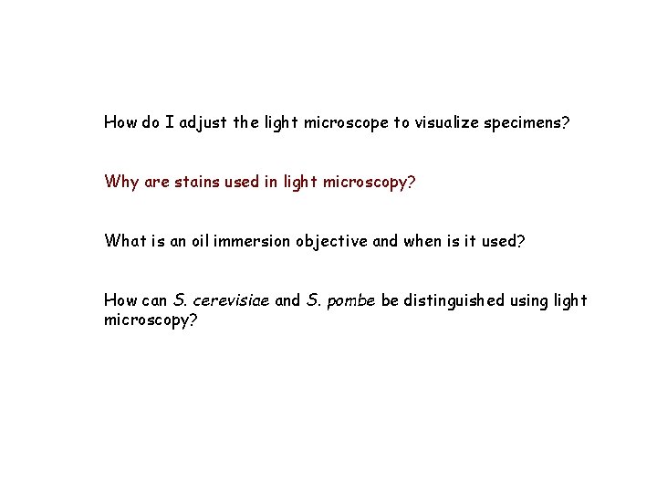 How do I adjust the light microscope to visualize specimens? Why are stains used