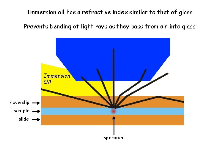 Immersion oil has a refractive index similar to that of glass Prevents bending of