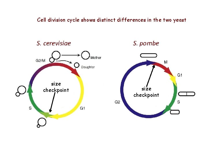 Cell division cycle shows distinct differences in the two yeast S. cerevisiae size checkpoint