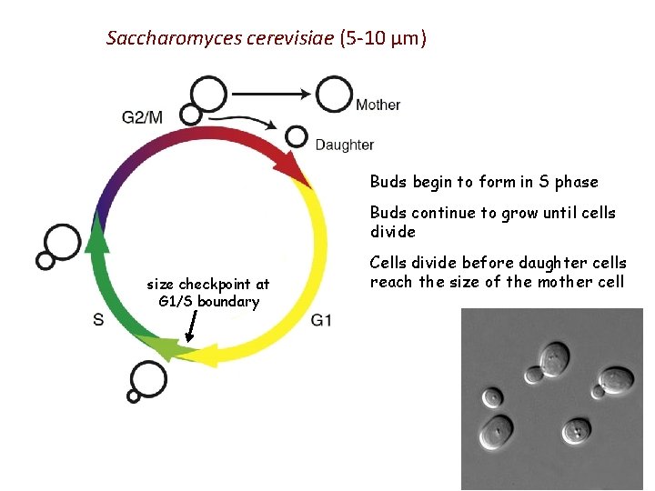 Saccharomyces cerevisiae (5 -10 µm) Buds begin to form in S phase Buds continue