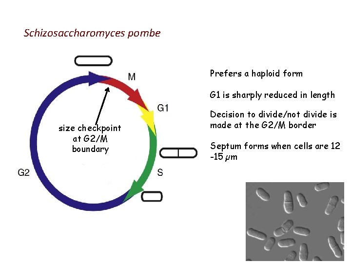 Schizosaccharomyces pombe Prefers a haploid form G 1 is sharply reduced in length size