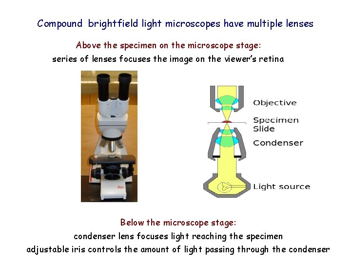 Compound brightfield light microscopes have multiple lenses Above the specimen on the microscope stage: