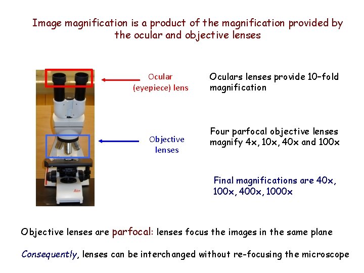 Image magnification is a product of the magnification provided by the ocular and objective
