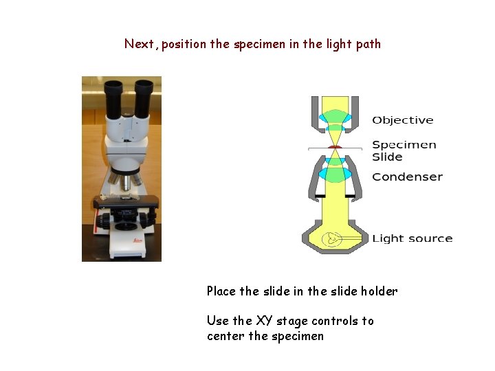 Next, position the specimen in the light path Place the slide in the slide