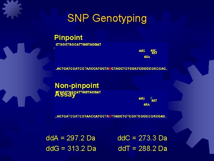 SNP Genotyping Pinpoint Assay Non-pinpoint Assay dd. A = 297. 2 Da dd. G