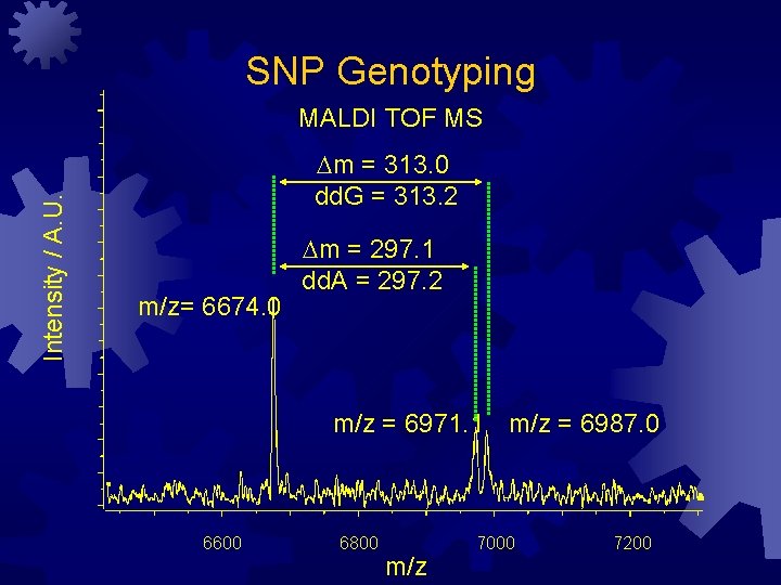 SNP Genotyping Intensity / A. U. MALDI TOF MS Dm = 313. 0 dd.