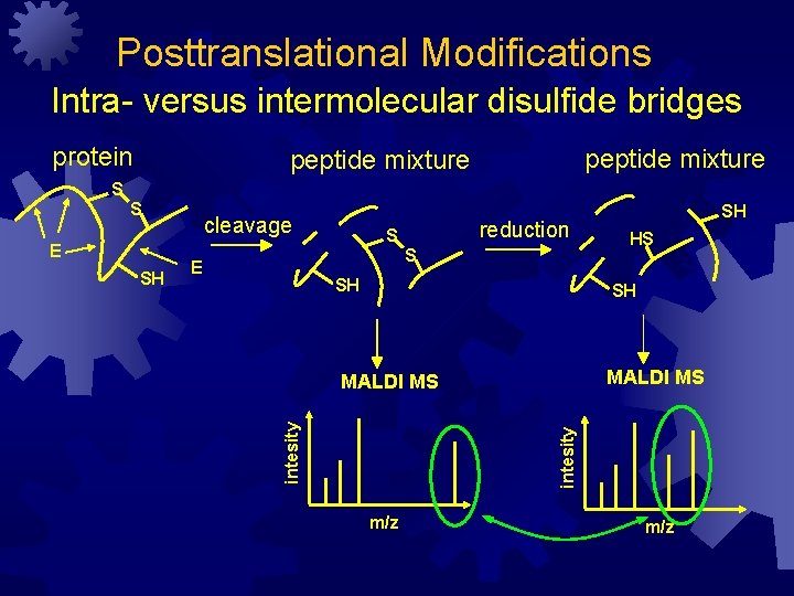 Posttranslational Modifications Intra- versus intermolecular disulfide bridges protein peptide mixture S SH reduction S