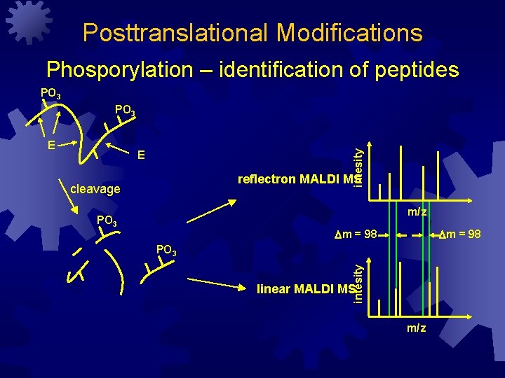 Posttranslational Modifications Phosporylation – identification of peptides PO 3 E reflectron MALDI MS cleavage
