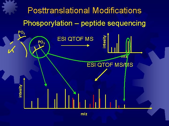 Posttranslational Modifications Phosporylation – peptide sequencing PO 3 ESI QTOF MS intesity PO 3