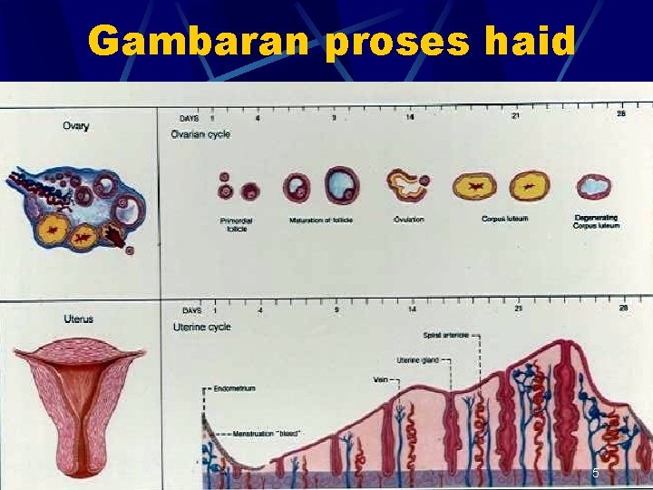 Gambaran proses haid 5 