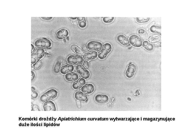 Komórki drożdży Apiatrichium curvatum wytwarzające i magazynujące duże ilości lipidów 