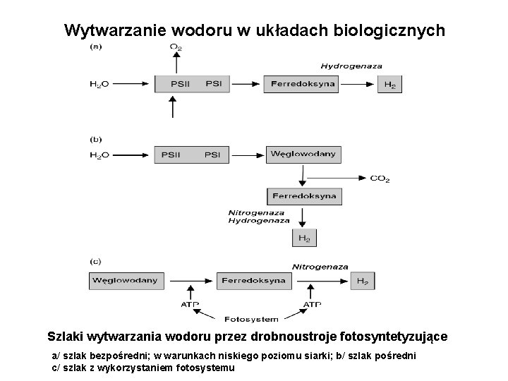 Wytwarzanie wodoru w układach biologicznych Szlaki wytwarzania wodoru przez drobnoustroje fotosyntetyzujące a/ szlak bezpośredni;