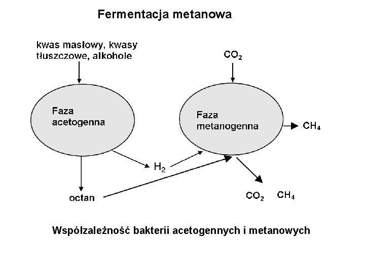 Fermentacja metanowa Współzależność bakterii acetogennych i metanowych 