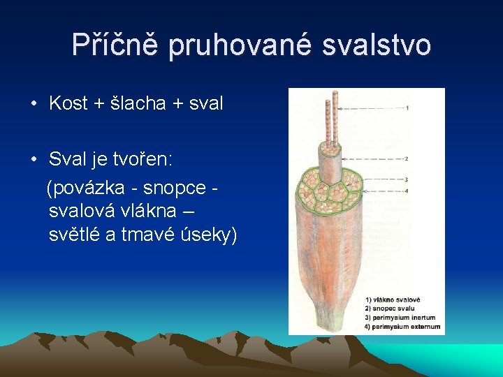 Příčně pruhované svalstvo • Kost + šlacha + sval • Sval je tvořen: (povázka