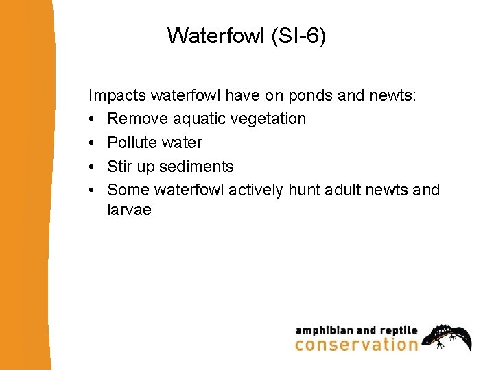 Waterfowl (SI-6) Impacts waterfowl have on ponds and newts: • Remove aquatic vegetation •