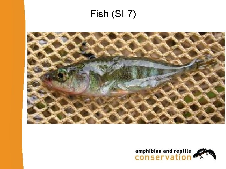 Fish (SI 7) 