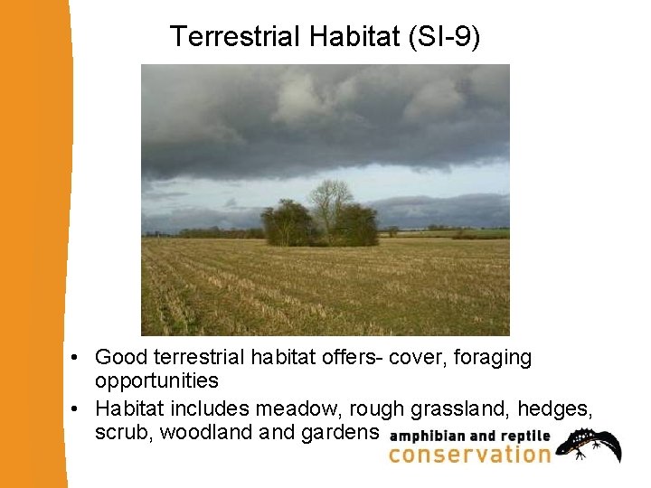 Terrestrial Habitat (SI-9) • Good terrestrial habitat offers- cover, foraging opportunities • Habitat includes