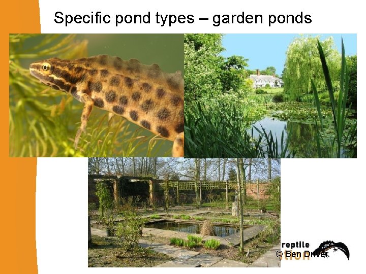 Specific pond types – garden ponds © Ben Driver 