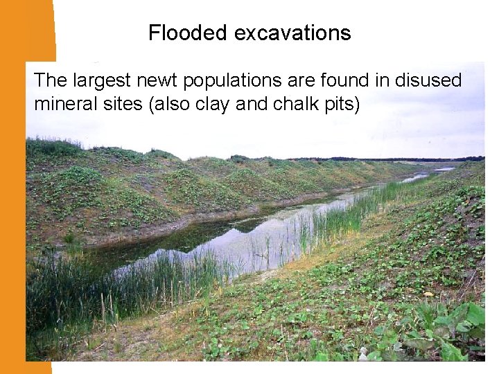 Flooded excavations The largest newt populations are found in disused mineral sites (also clay