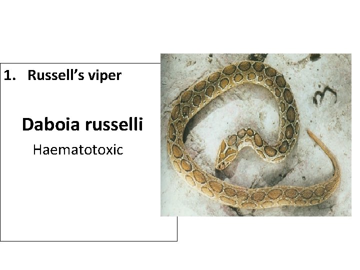 1. Russell’s viper Daboia russelli Haematotoxic 