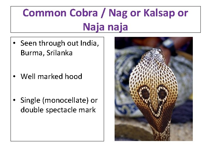 Common Cobra / Nag or Kalsap or Naja naja • Seen through out India,