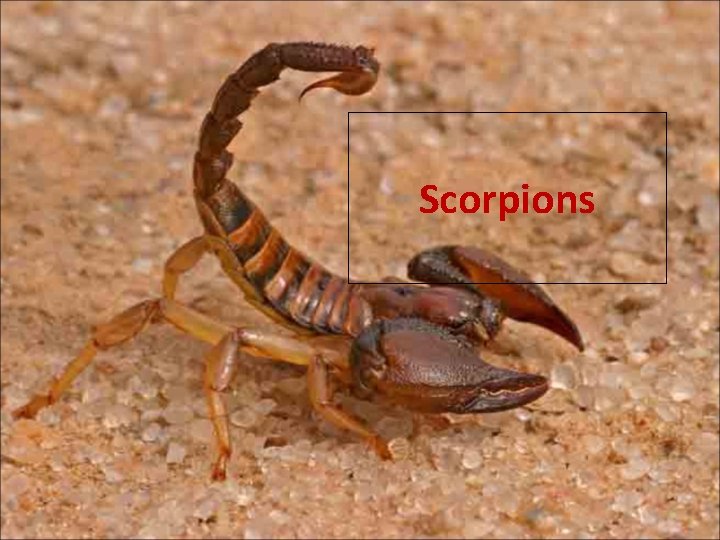 Scorpions Scorpions