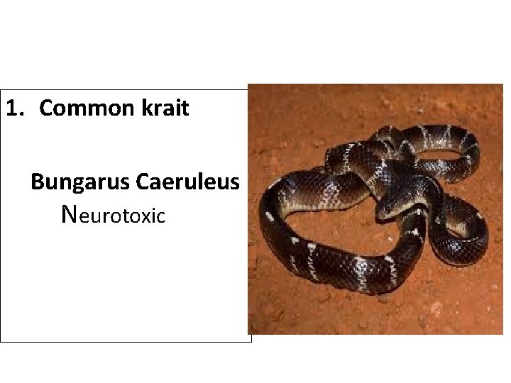1. Common krait Bungarus Caeruleus Neurotoxic 1. Common krait Bungarus Caeruleus Neurotoxic