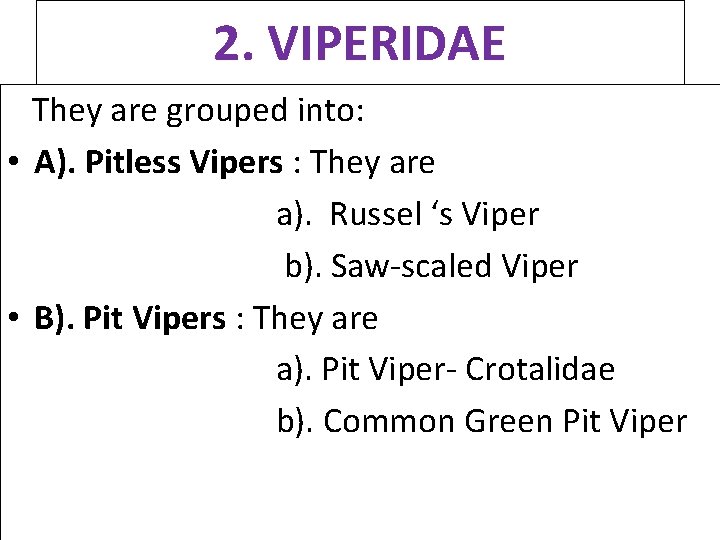 2. VIPERIDAE They are grouped into: • A). Pitless Vipers : They are a).
