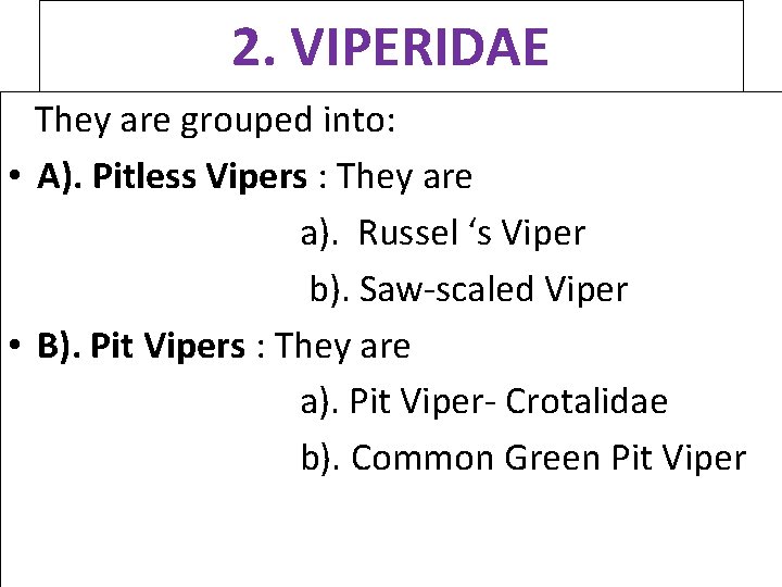 2. VIPERIDAE They are grouped into: • A). Pitless Vipers : They are a). 2. VIPERIDAE They are grouped into: • A). Pitless Vipers : They are a).
