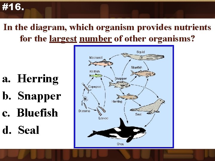 #16. In the diagram, which organism provides nutrients for the largest number of other