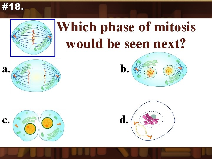 #18. Which phase of mitosis would be seen next? a. b. c. d. 