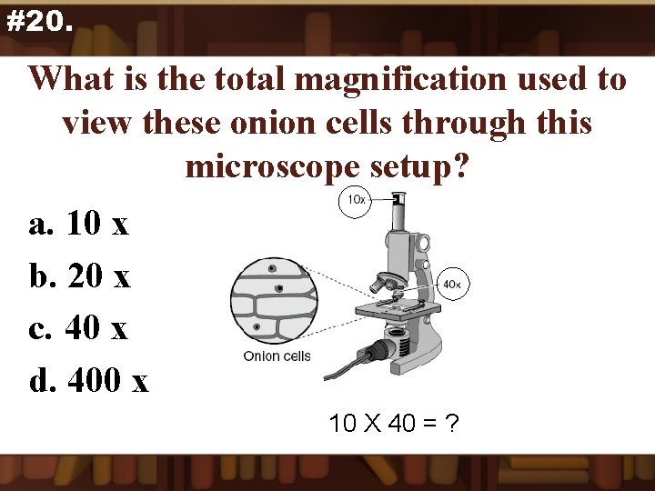 #20. What is the total magnification used to view these onion cells through this