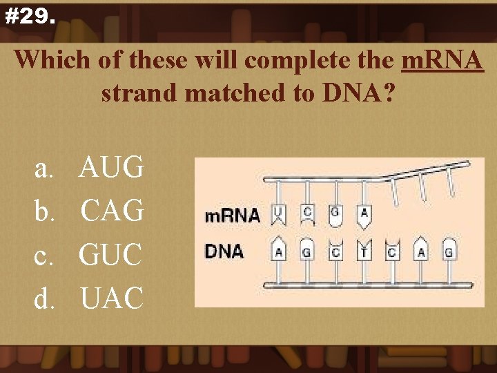 #29. Which of these will complete the m. RNA strand matched to DNA? a.