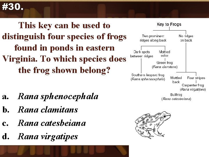 #30. This key can be used to distinguish four species of frogs found in