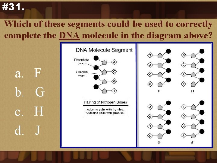 #31. Which of these segments could be used to correctly complete the DNA molecule