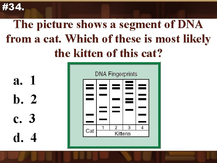 #34. The picture shows a segment of DNA from a cat. Which of these