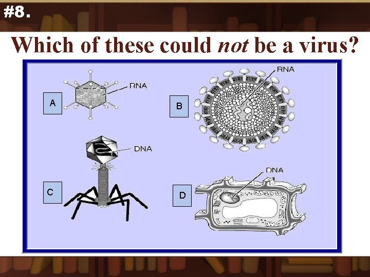 #8. Which of these could not be a virus? A C B D 