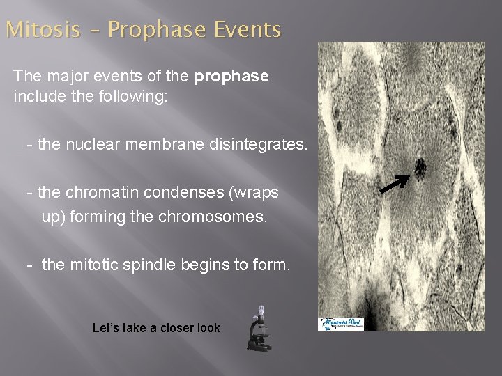 Mitosis – Prophase Events The major events of the prophase include the following: -