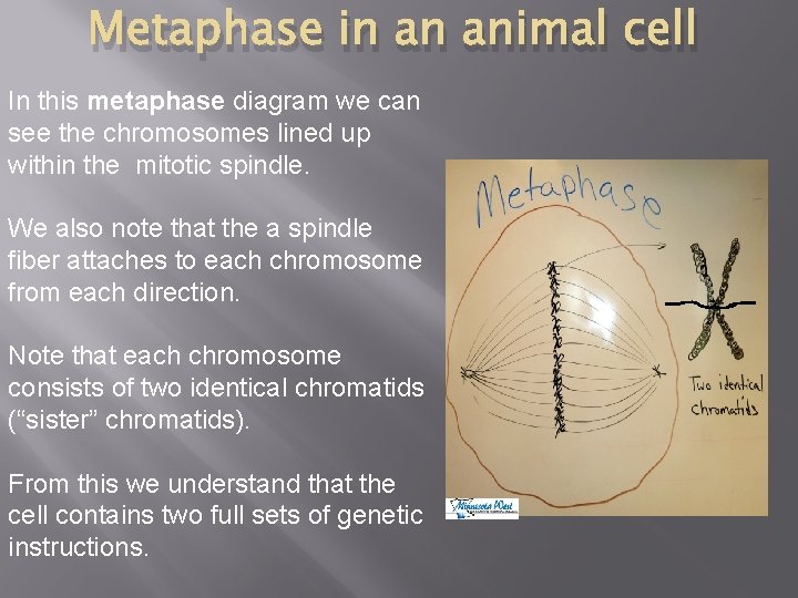 Metaphase in an animal cell In this metaphase diagram we can see the chromosomes