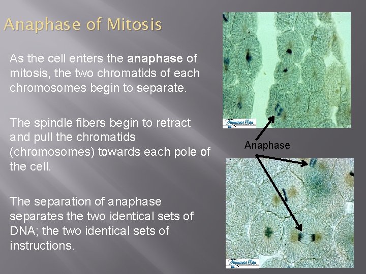 Anaphase of Mitosis As the cell enters the anaphase of mitosis, the two chromatids