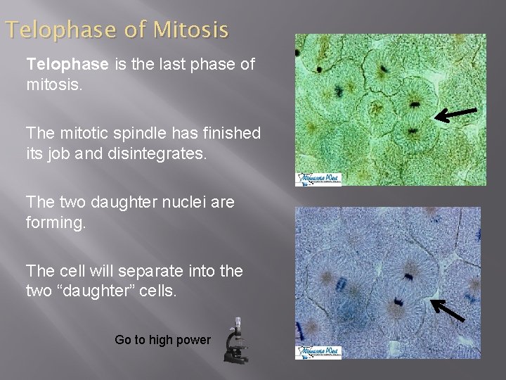 Telophase of Mitosis Telophase is the last phase of mitosis. The mitotic spindle has