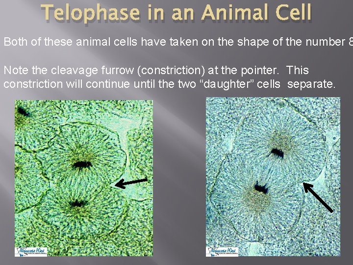 Telophase in an Animal Cell Both of these animal cells have taken on the